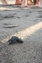 A baby turtle walking