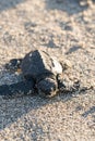 A baby turtle walking