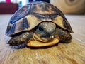 Baby turtle walking on wood closeup