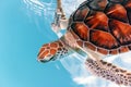 Baby turtle in the water Royalty Free Stock Photo