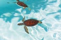 Baby turtle in the water Royalty Free Stock Photo