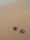 Baby turtles Royalty Free Stock Photo