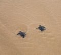 Baby turtles Royalty Free Stock Photo