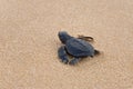 Baby turtles Royalty Free Stock Photo