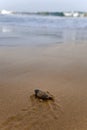Baby turtles Royalty Free Stock Photo