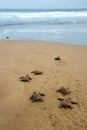 Baby turtles