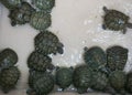 Baby turtles in a basin Royalty Free Stock Photo