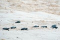 Baby turtles doing their first steps to the ocean