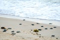 Baby turtles doing their first steps to the ocean Royalty Free Stock Photo