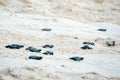 Baby turtles doing their first steps to the ocean Royalty Free Stock Photo
