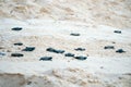 Baby turtles doing their first steps to the ocean