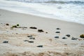 Baby turtles doing their first steps to the ocean