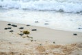 Baby turtles doing their first steps to the ocean Royalty Free Stock Photo