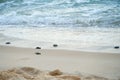 Baby turtles doing their first steps to the ocean Royalty Free Stock Photo