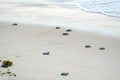 Baby turtles doing their first steps to the ocean Royalty Free Stock Photo