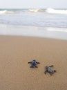 Baby turtles making its way to the ocean