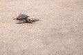 Baby turtles making it`s way to the ocean Royalty Free Stock Photo