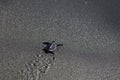 Baby turtles or Penyu or Tukik (vertebrates) running on the black sand beach