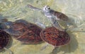 Baby turtles swimming at Cayman Turtle Farm