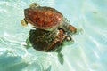 Baby turtles Royalty Free Stock Photo