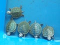 Baby turtles in turtle breeding grounds. Baby turtles are temporarily released in plastic containers.