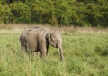 A baby tusker in the Dhikala grassland