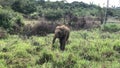 A baby tusker elephant in Minneriya National Park, Dambulla in Sri Lanka. Royalty Free Stock Photo