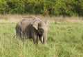 A baby tusker grazing grass