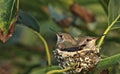 Hummingbirds nest