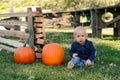 Baby with two ripe pumpkins. Picking pumpkins in pumpkin patch. Royalty Free Stock Photo