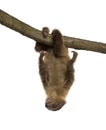 Baby Two-toed sloth - Choloepus didactylus Royalty Free Stock Photo