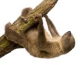 Baby Two-toed sloth - Choloepus didactylus Royalty Free Stock Photo
