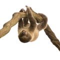 Baby Two-toed sloth - Choloepus didactylus