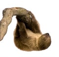 Baby Two-toed sloth - Choloepus didactylus Royalty Free Stock Photo