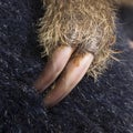 Baby Two-toed sloth - Choloepus didactylus Royalty Free Stock Photo