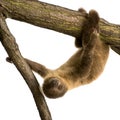 Baby Two-toed sloth - Choloepus didactylus Royalty Free Stock Photo