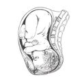 baby in uterus detailed anatomical drawing