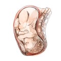 baby in uterus detailed anatomical drawing watercolor background