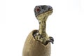 Baby velociraptor out of the egg Royalty Free Stock Photo