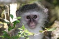 Baby Vervet Monkey