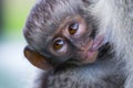 Baby Vervet Monkey