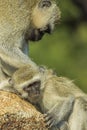 Baby vervet monkey being checked for ticks