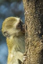 Baby vervet monkey climbing tree and sucking sap Royalty Free Stock Photo