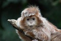 Baby Vervet Monkey