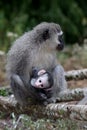 Baby Vervet Monkey and Mother