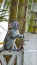 Baby vervet monkey on a wall