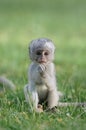 Baby Vervet Monkeys