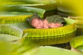 Baby on a victoria regina lotus leaf