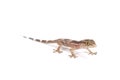 Baby wall gecko (Tarantula senegambiae)