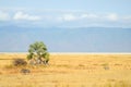 A baby warthog chases after it`s mother in Lake Manyara National Park in Tanzania, Africa; landscape with mountains in the back